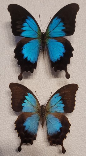 Papilio montrouzieri pair - papilio,
