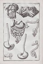 Menschliche Organe human organs Verdauungssystem Medizin Kupferstich 1760