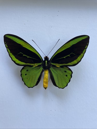 Entomologie*Ornithoptera