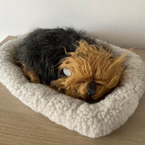 Perfekter petzzz yorkshire - petzzz,
