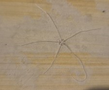 Solnhofen fossilien - solnhofen,