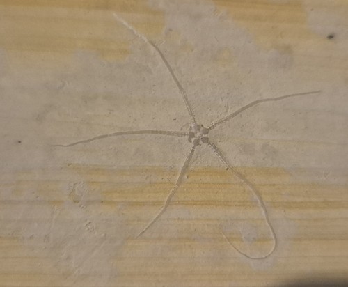 Solnhofen fossilien - solnhofen,