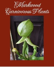 Lg Darlingtonia MURKWOODS