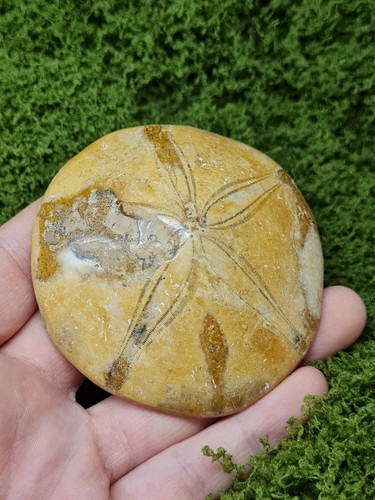 Madagaskar seeigel fossil - madagaskar,