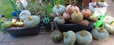 19 unterschiedliche  Kürbis-Sorten zum auswählen  10 - 30 Korn