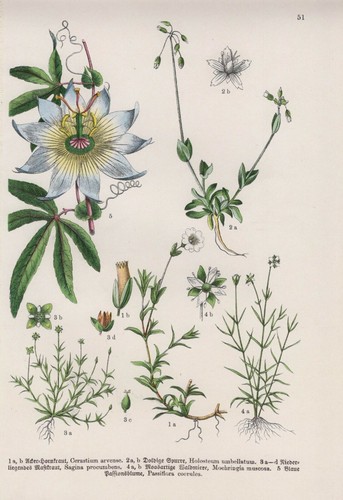 Passionsblume mastkraut - passionsblume,