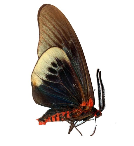 Lepidoptera zygaenidae - lepidoptera,,