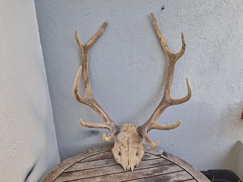 Hirschschlachten elaph cervus - hirschschlachten,