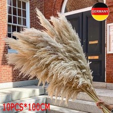 10 Stück Pampasgras XXL