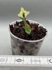 Dendrobium sulphureum