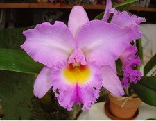 Rlc Donna Kimura ‘Paradise