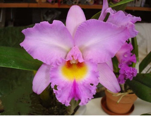Rlc donna kimura - rlc, ‘paradise
