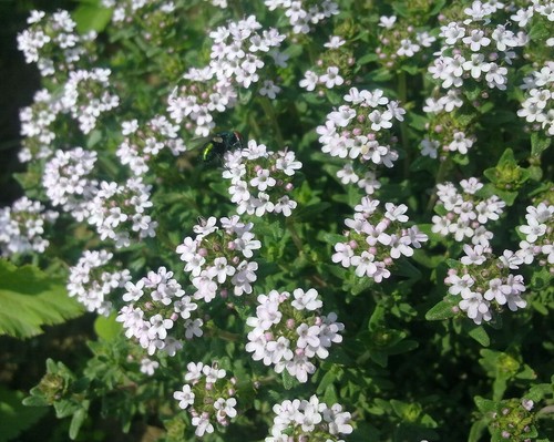 Super blumen samen blüten - blumen,
