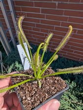 Drosera Capensis 'alba' weiß