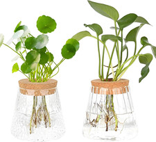 2 Stück Hydrokultur Pflanzen