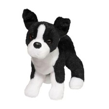 Boston Terrier Quincy