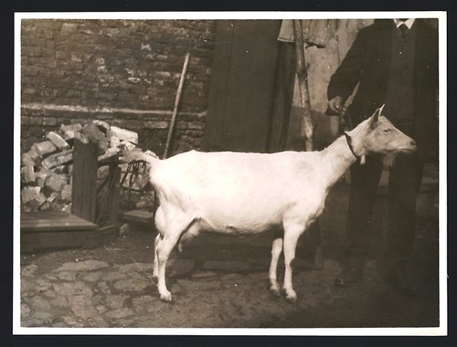 Fotografie tierschau - fotografie,