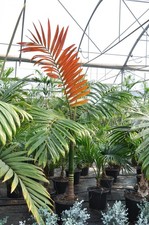 Chambeyronia macrocarpa –