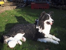 Border Collie Deko Figur 