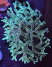 XXXL Meerwasser Lebendgestein mit Frischem Aufwuchs und Schöner Farbe