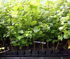 1 x Hainbuche Heckenpflanze im Topf Container winterhart