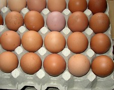 10 +2 braune Hühner Eier