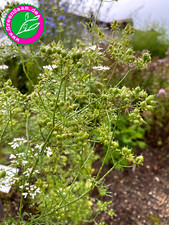 Kräutersamen 🌿 ECHTER KORIANDER🐝  200+ Samen Gewürzpflanze indische Petersilie