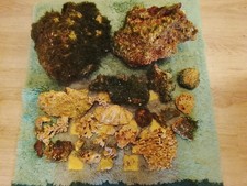 Totgestein Meerwasser ca. 17