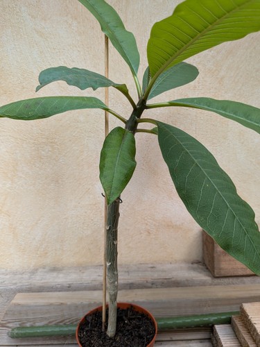 Frangipani plumeria gold - frangipani,, plumeria,
