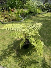 Dicksonia blumei ( mehrtriebig) Rarität Nr.1