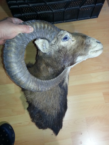 Mufflon - 1x,