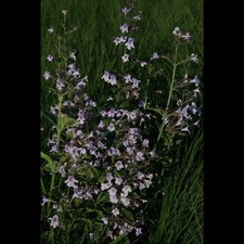 Calamintha nepeta 'Blue Cloud' - Kleinblütige Garten-Bergminze 'Blue Cloud' -…