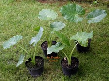 Alocasia macrorrhiza, Riesen-Elefantenohr, Kübelpflanze, 1 getopfte PFLANZE 50cm