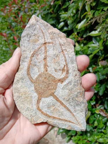 Fossil seestern sprödestern - fossil,