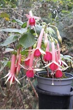 Biete hier eine Jungpflanze der Fuchsie Earl of Beaconsfield
