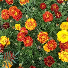 Studentenblumensamen 200
