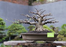 Big Sale - Bonsai Ficus