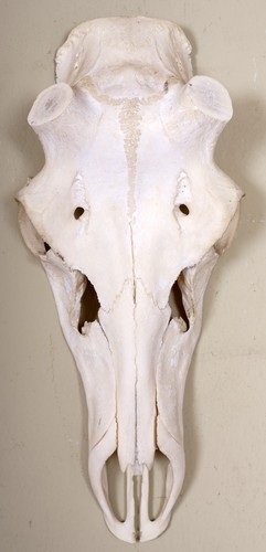 Schöner hirschschädel für - hirschschädel,