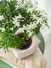 2x 10cm Zimmer-Jasmin, frisch