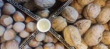 Haselnüsse und Walnüsse mit