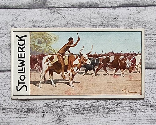 Reitochse herero rinder 463 - herero,