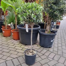 Olivenbaum olea europaea - olivenbaum,