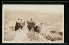 Drei junge Dohlen auf einem Felsen, Ansichtskarte 