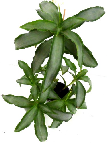 Peking gras murdannia - ,