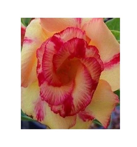 Adenium obesum wormwhole - 3x,