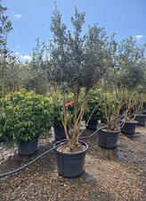 Osmanthus Ilicifolius