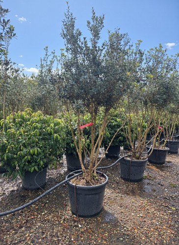 Osmanthus ilicifolius - osmanthus,