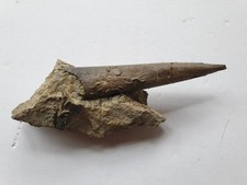 Super Megateuthis gigantea in situ - Bajocium - Belemnit - Sengenthal