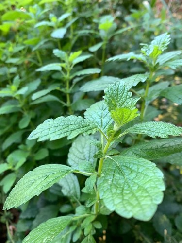 Zitronenmelisse aus biogarten - zitronenmelisse,