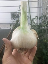 Elefantenknoblauch  5 Zehen